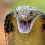 Casper, Wyoming King Cobra Incident: How a Satirical Snake Story Slithered Through Social Media