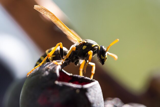 Wasp Wars: The Science Behind Late-Summer Wasp Activity