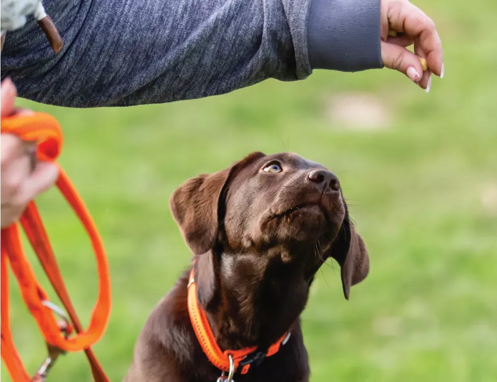 Private Training for Dogs