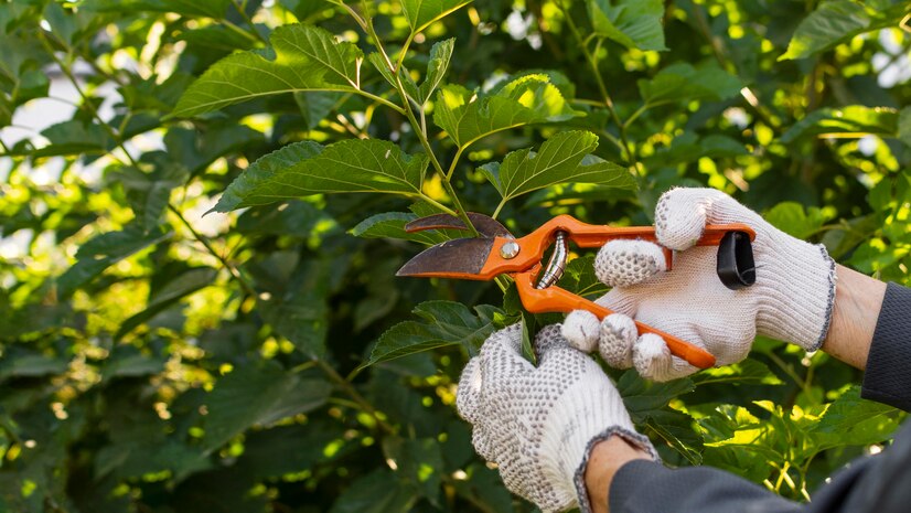 Enhance Your Landscape with Skilled Tree Trimming Services tree care services